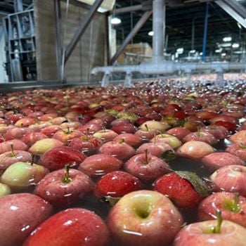 Apple Flume Food Safety