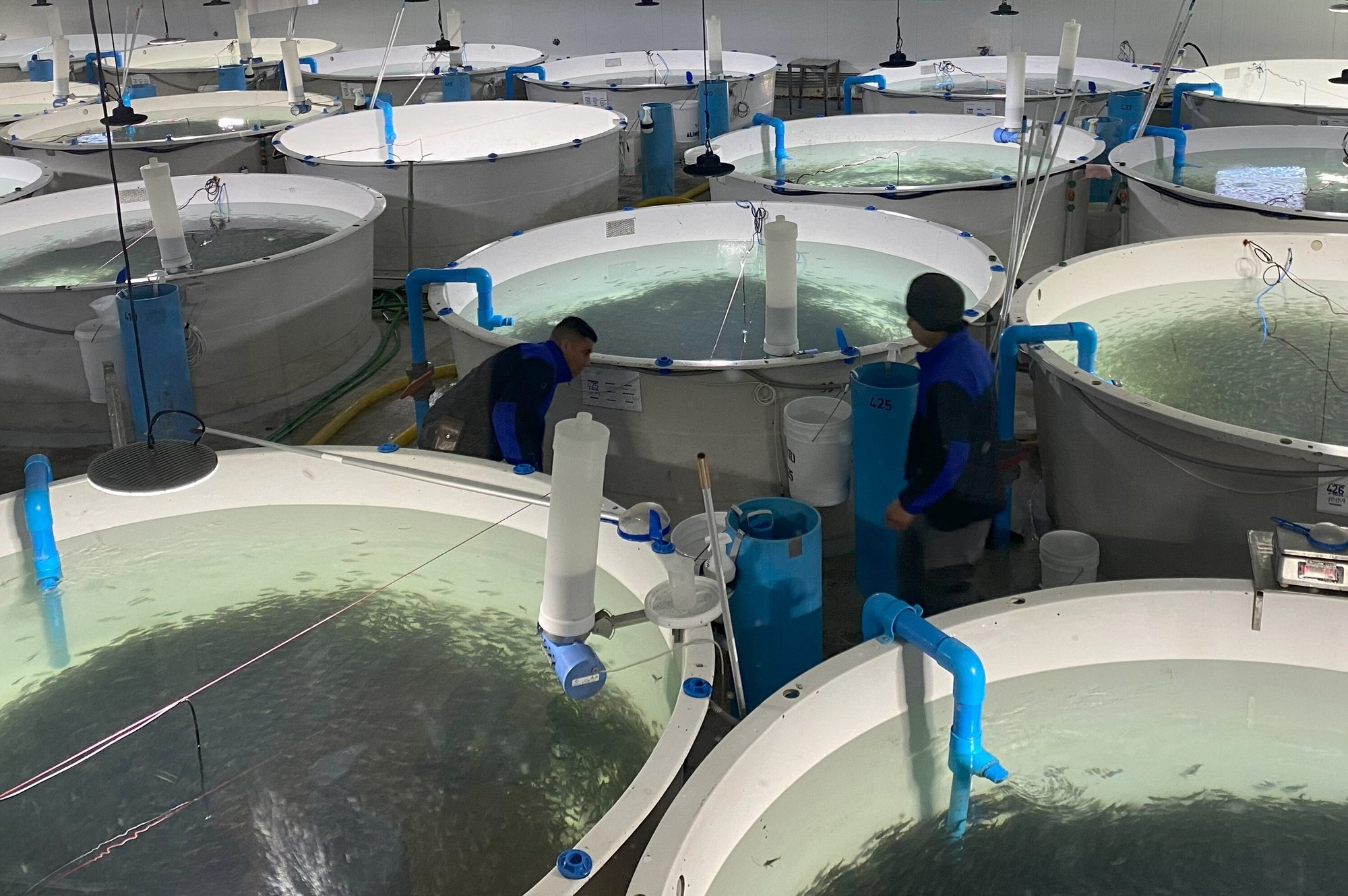 Cermaq Rio Pescado 1-1