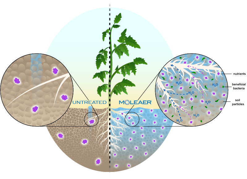 Plant in Soil 2-1