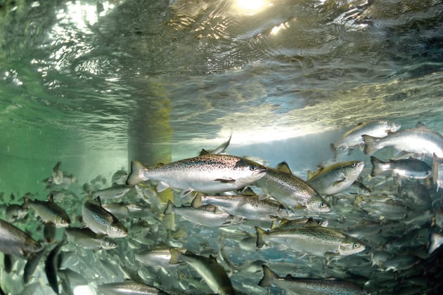 Salmon in hatchery Tank