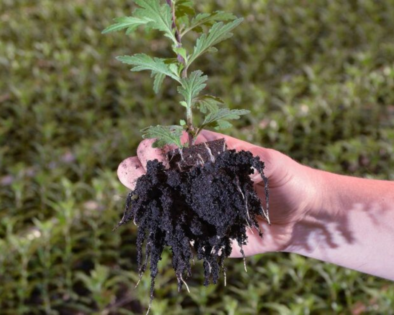 Raices saludables y suelo descompactado