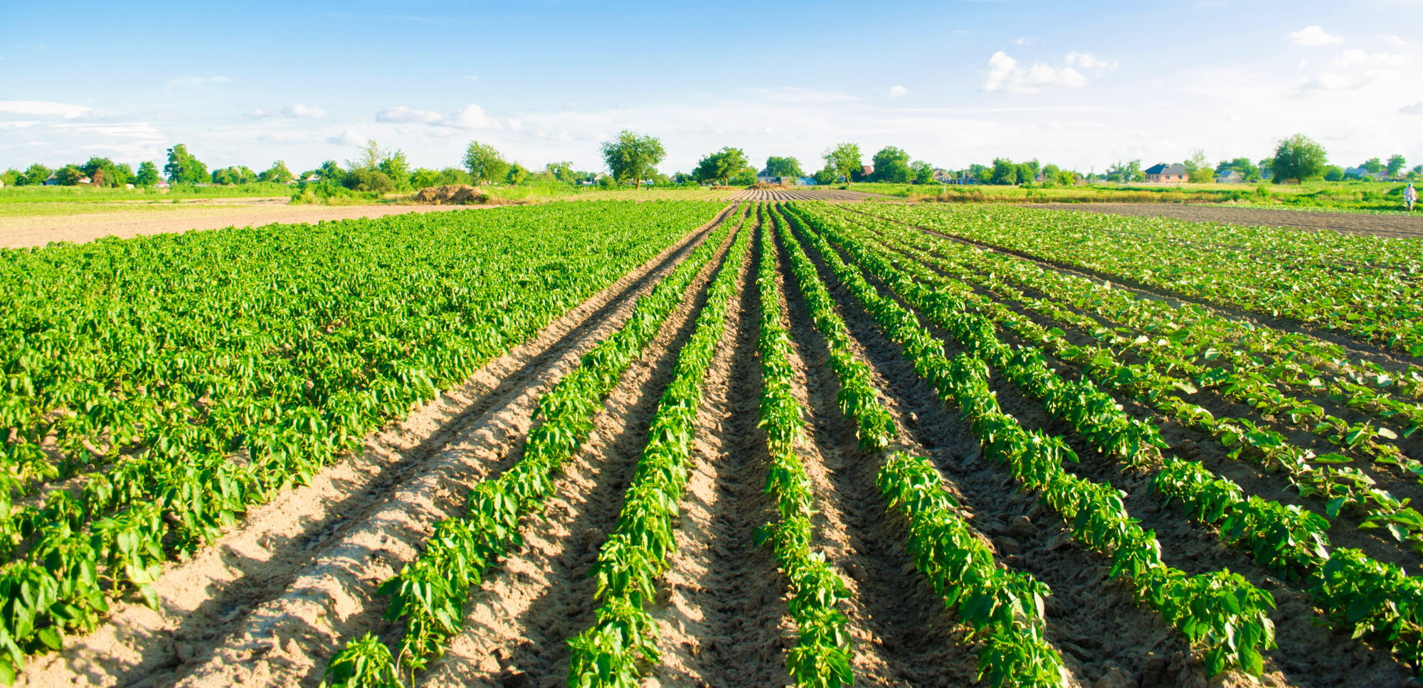 outdoor agriculture farm tomatoes