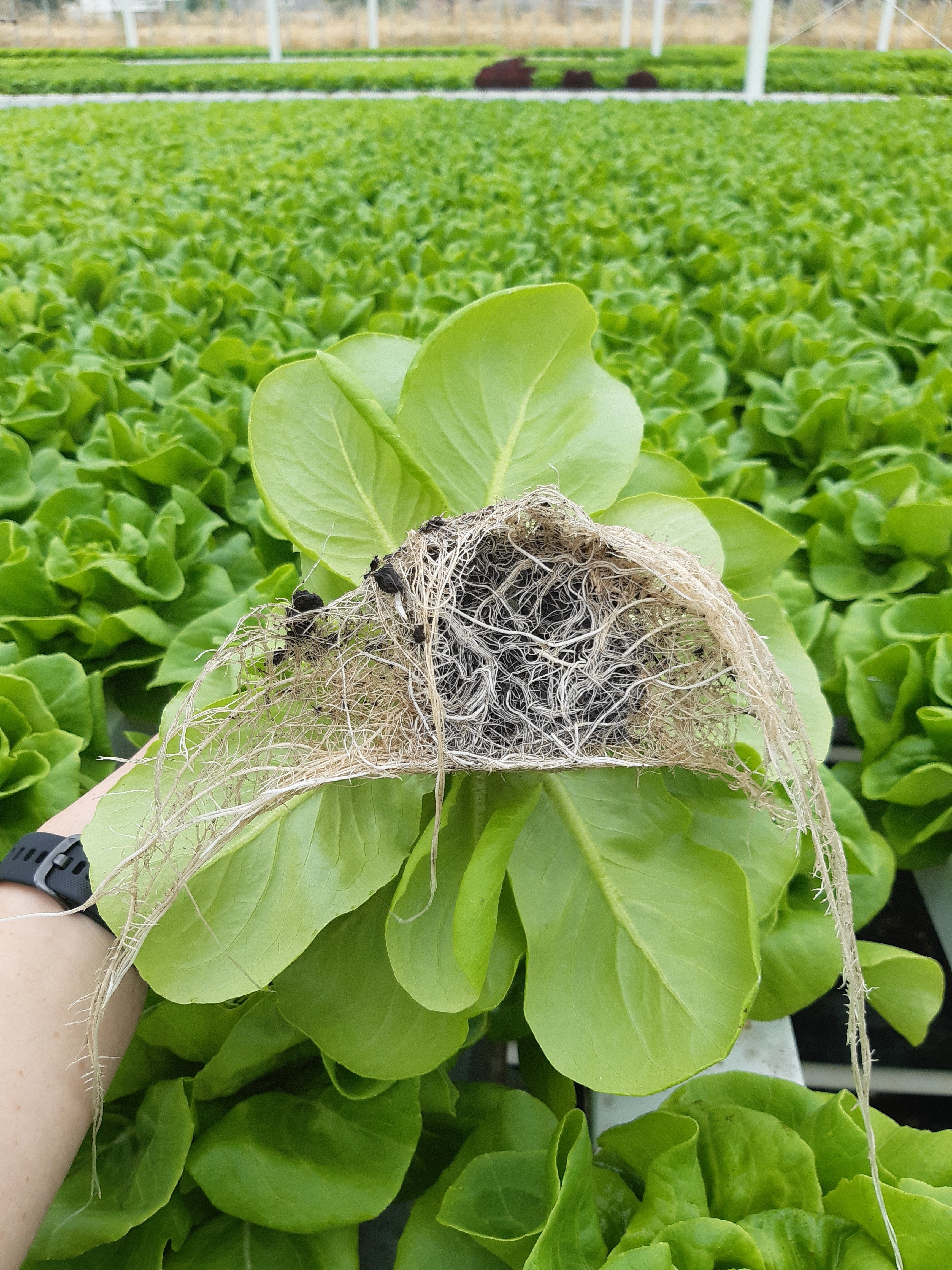 hydroponic lettuce improved crop and root health