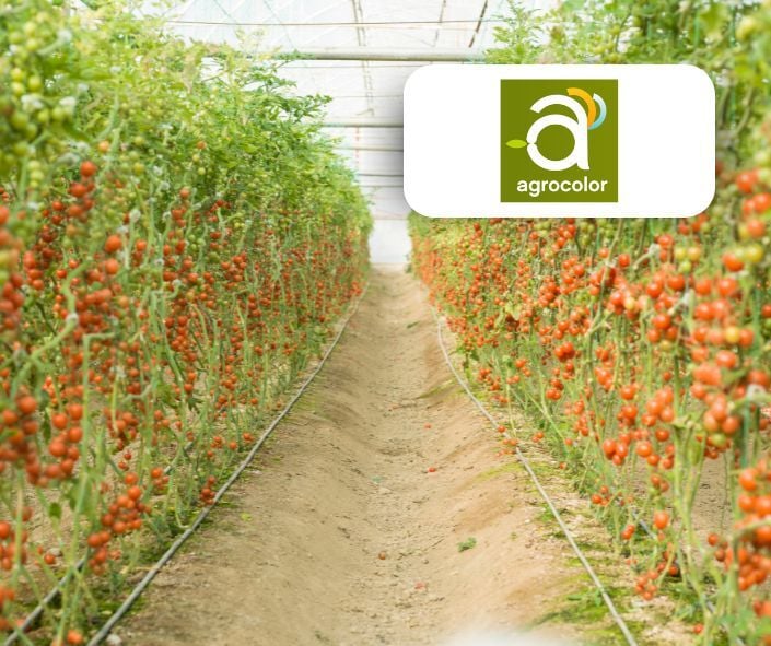 Tomates | Agrocolor