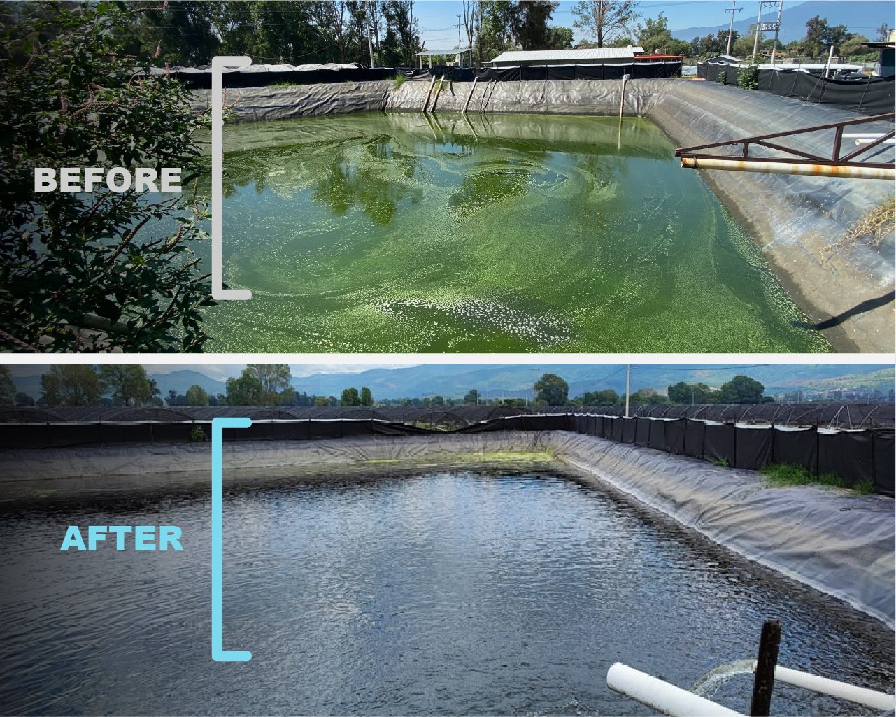 Irrigation reservoir with nanobubbles and without blueberries