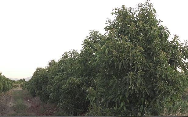 Plantas de paltos con nanoburbujas