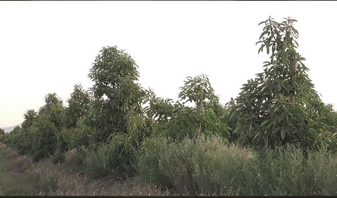 Plantas de paltos sin nanoburbujas