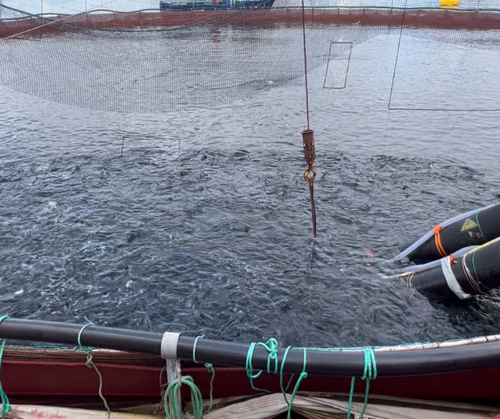 Tratamiento de peces | Noruega