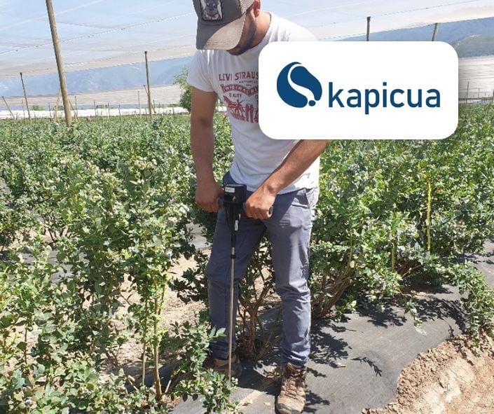 Arándanos | Kapicua 