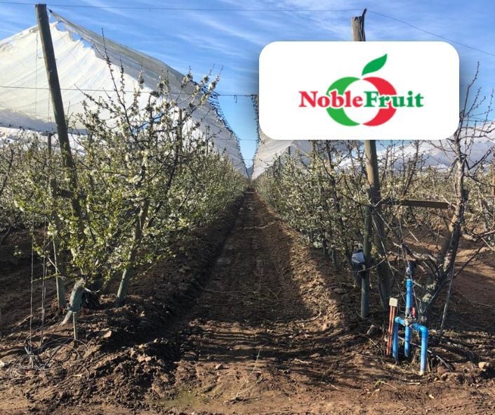 Cerezas | Noble Fruit