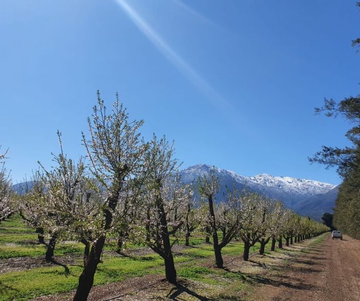Almendras | Prodalmen