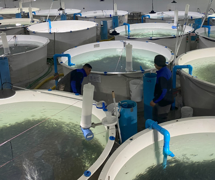 Piscifactoría RAS | Chile