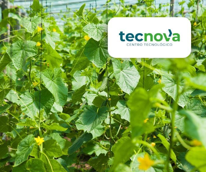 Pepino | Tecnova